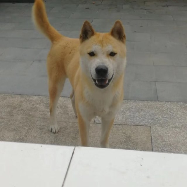 广西纯种虎斑土猎群